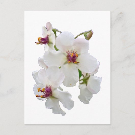 Carte Postale Moth Mullein Fleur sauvage (Devant)