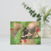 Carte Postale Moth noir et blanc (Debout devant)