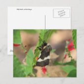Carte Postale Moth noir et blanc (Devant / Derrière)