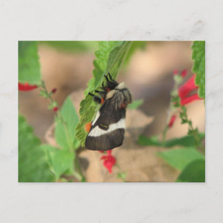 Carte Postale Moth noir et blanc