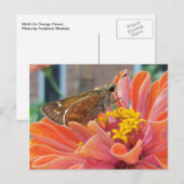 Carte Postale Moth On Orange Flower (Devant / Derrière)
