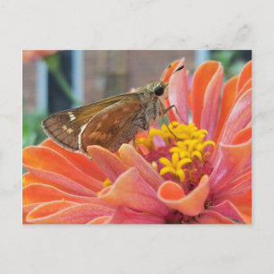 Carte Postale Moth On Orange Flower
