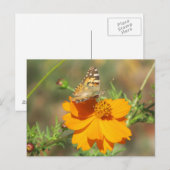 Carte Postale Moth on Yellow Flower (Devant / Derrière)