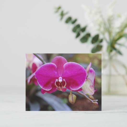 Carte postale Moth Orchid (Debout devant)