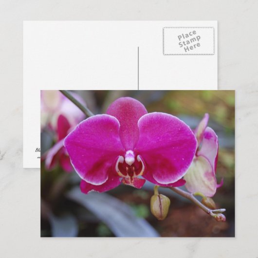 Carte postale Moth Orchid (Devant / Derrière)