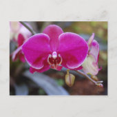 Carte postale Moth Orchid (Devant)