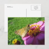 Carte Postale Moth Sur Fleur (Devant / Derrière)