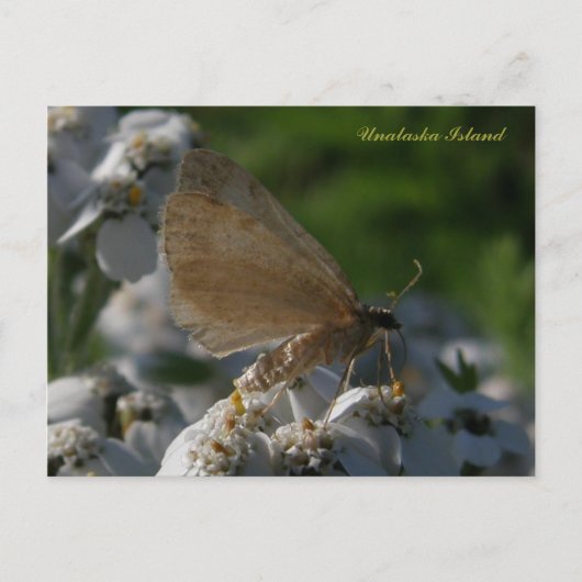 Carte Postale Moth sur les fleurs de Yarrow, île de l'Unalaska (Devant)
