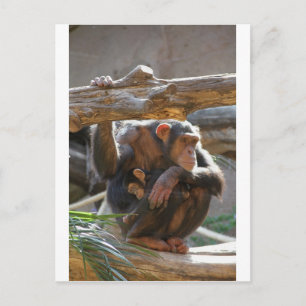 Carte Postale Mother and Baby