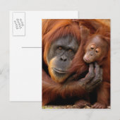 Carte Postale Mother & Baby Orangutan (Devant / Derrière)
