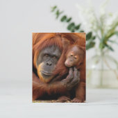 Carte Postale Mother & Baby Orangutan (Debout devant)