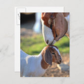 Carte Postale Mother Goat et bébé (Devant / Derrière)