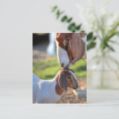 Carte Postale Mother Goat et bébé (Debout devant)