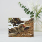 Carte postale Mother Goose (Debout devant)