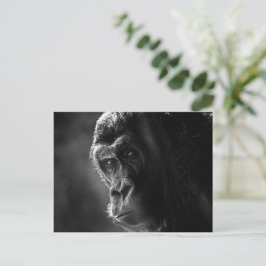 Carte postale Mother Gorilla (Debout devant)