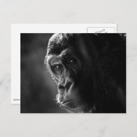 Carte postale Mother Gorilla (Devant / Derrière)