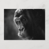 Carte postale Mother Gorilla (Devant)