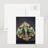 Carte Postale Moths Lime Hawk (Devant / Derrière)
