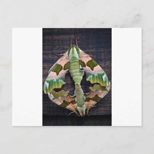 Carte Postale Moths Lime Hawk (Devant)