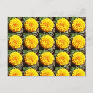 Carte Postale Motif africain des Marigolds