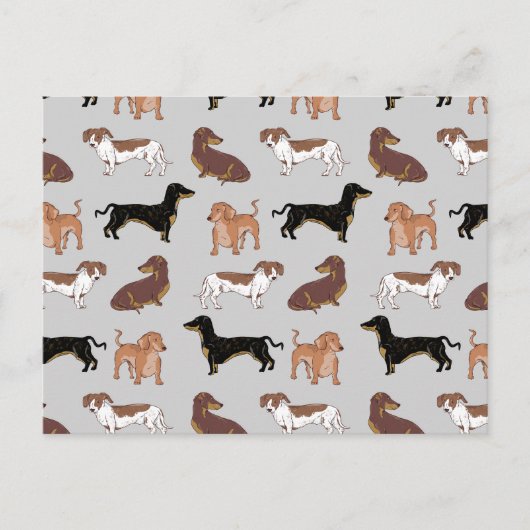 Carte Postale Motif chien Dachshund (Devant)