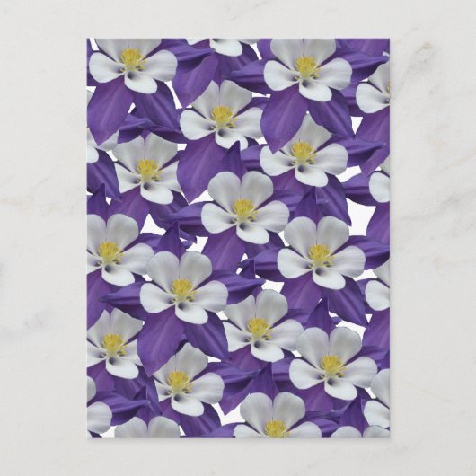 Carte postale Motif Columbine violet et blanc (Devant)