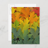 Carte Postale Motif d'automne 2 (Devant / Derrière)