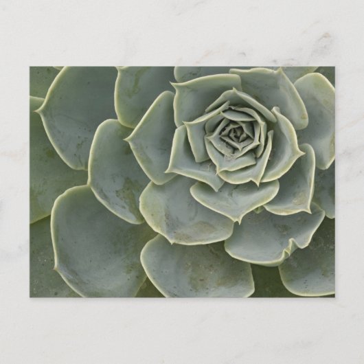 Carte Postale Motif de cactus (Devant)