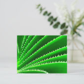 Carte Postale motif de cactus vert (Debout devant)