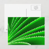Carte Postale motif de cactus vert (Devant / Derrière)