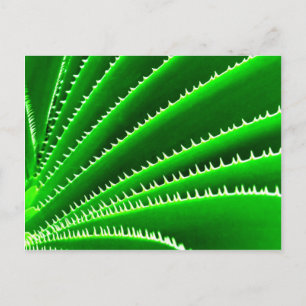 Carte Postale motif de cactus vert
