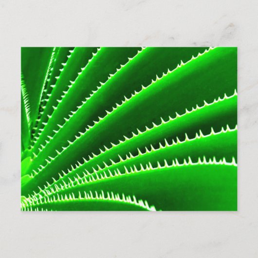 Carte Postale motif de cactus vert (Devant)