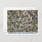 Carte Postale Motif de dents de requin fossile (Devant / Derrière)