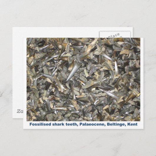 Carte Postale Motif de dents de requin fossile (Devant / Derrière)