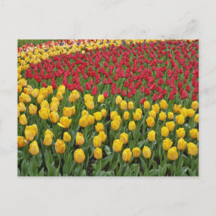 Carte Postale Motif de jardin de tulipes, Jardins de Keukenhof, 