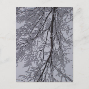 Carte Postale Motif de neige dans les arbres