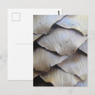 Carte Postale Motif de pomme de pin marron