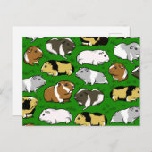 Carte Postale Motif de porcs de Guinée (Devant / Derrière)