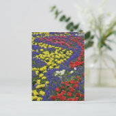 Carte Postale Motif de tulipes et de fleurs de Grape Hyacinth, 2 (Debout devant)