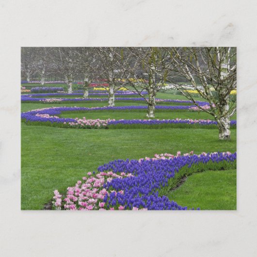 Carte Postale Motif de tulipes et de fleurs de Grape Hyacinth, 4 (Devant)