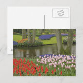 Carte Postale Motif de tulipes et de fleurs de jacinthes de rais (Devant / Derrière)