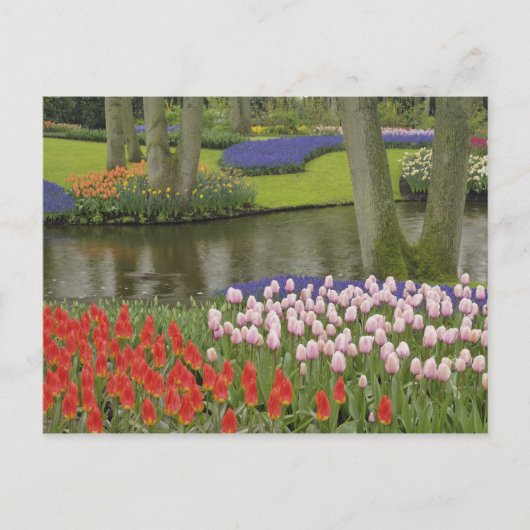 Carte Postale Motif de tulipes et de fleurs de jacinthes de rais (Devant)