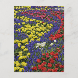 Carte Postale Motif de tulipes et de fleurs de muscari, 2
