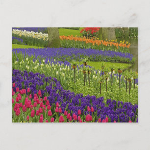 Carte Postale Motif de tulipes jacinthe et muscari