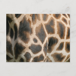 Carte postale Motif d'impression Giraffe