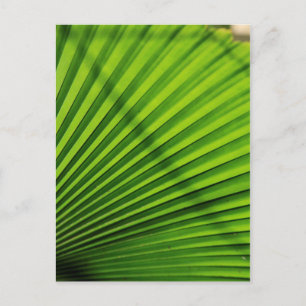 Carte Postale Motif géant de feuille de palmier