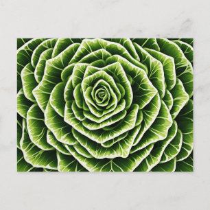 Carte Postale Motif géométrique de laitue mélangeant la nature