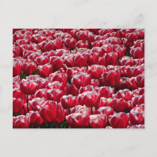 Carte postale Motif Red White Tulips do-it-yoursel