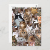 Carte Postale Motif Visages de chat (Devant / Derrière)