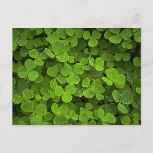Carte Postale Motifs de la nature (Devant)